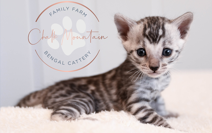 Bengal kitten for sale